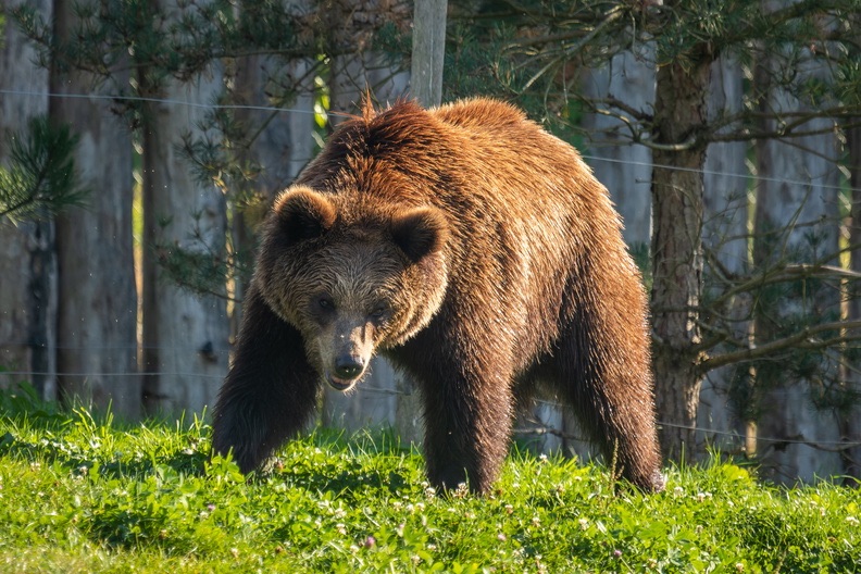 These Bears ‘Lie’ About Their Size: A Discovery That Disrupts Animal Communication