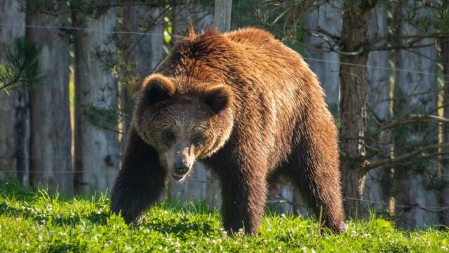 Ces ours « mentent » sur leur taille : la découverte qui bouleverse la communication animale