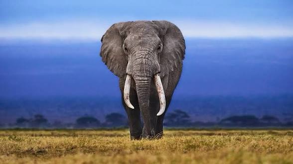Quinze éléphants morts à Amboseli : les tomates au cyanure qui déclenchent l’alerte au Kenya