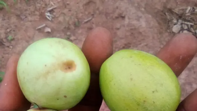 campagne-karite-afrique-ouest-restrictions-exportation