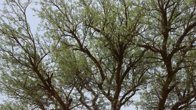 في السنغال، يهدد نقص Faidherbia albida المحاصيل المحلية