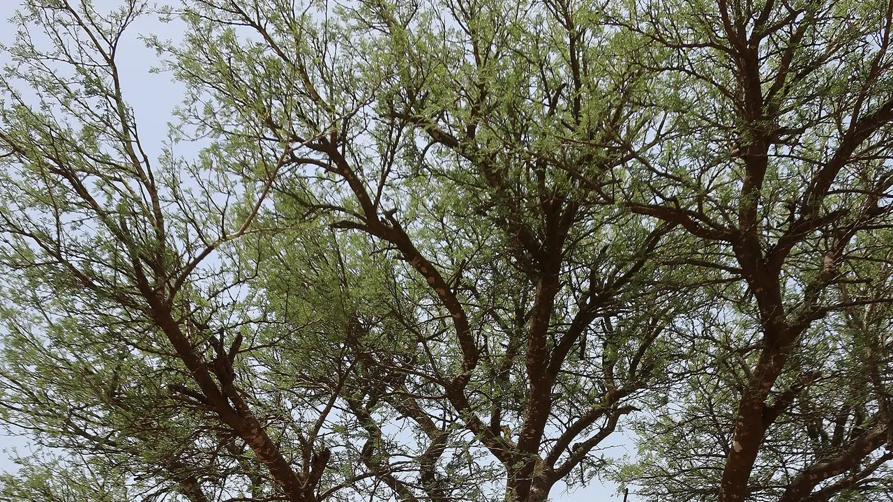 Au Sénégal, la raréfaction du Faidherbia albida menace les cultures locales